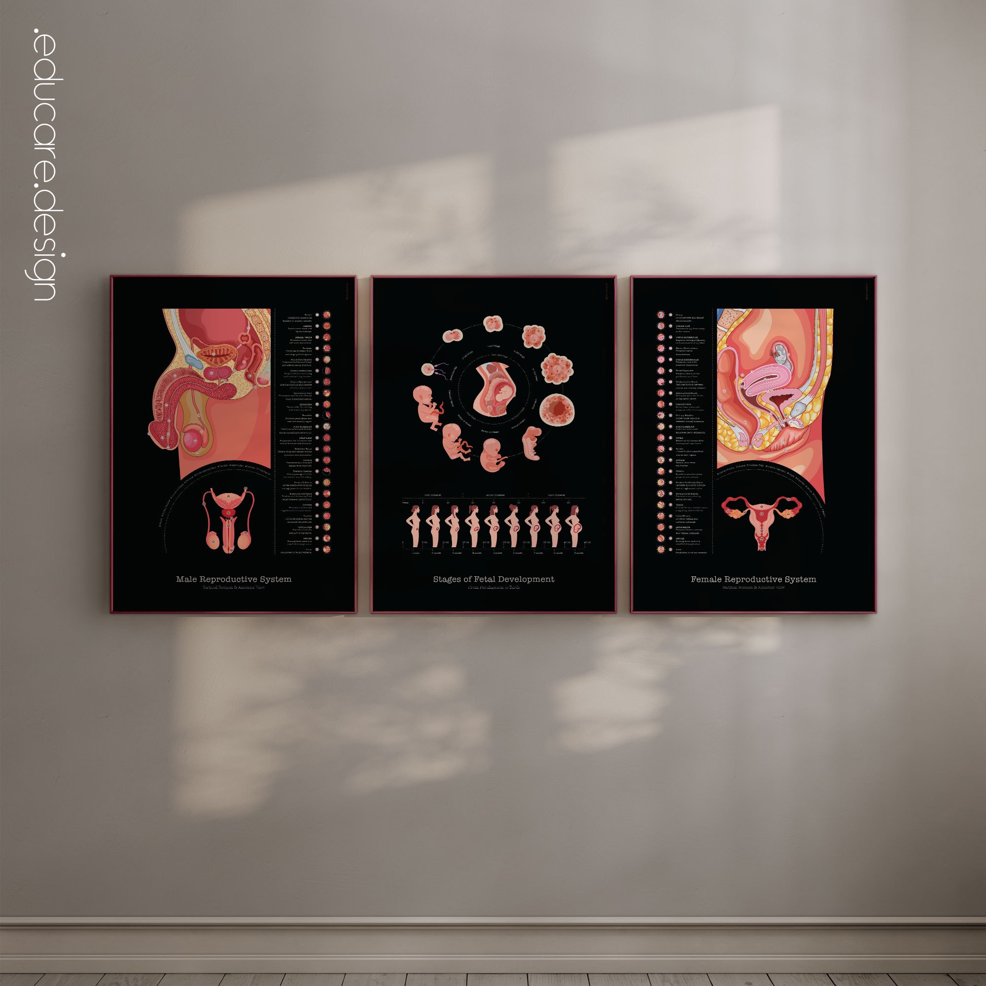 Reproductive Health Anatomy Set, Black Edition