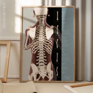 Postural Assessment and Scoliosis. Anatomy and physiology artwork from educare.design