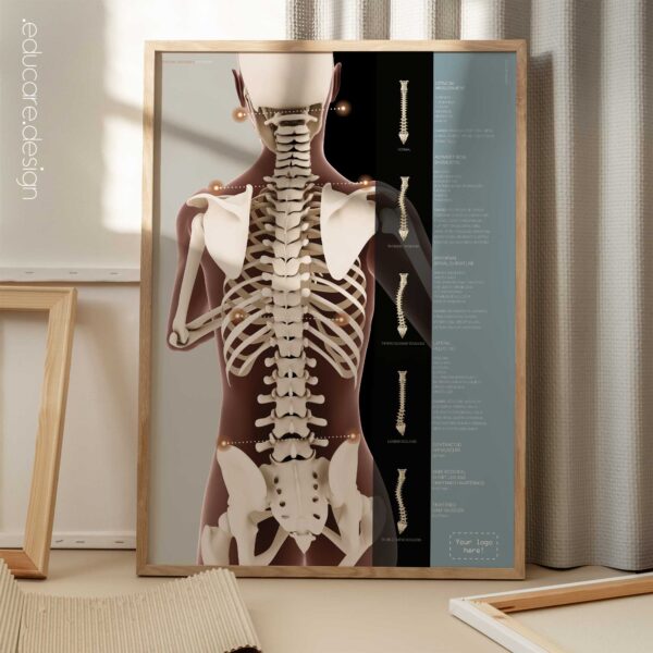 Evaluación postural y escoliosis, obra de educare.design
