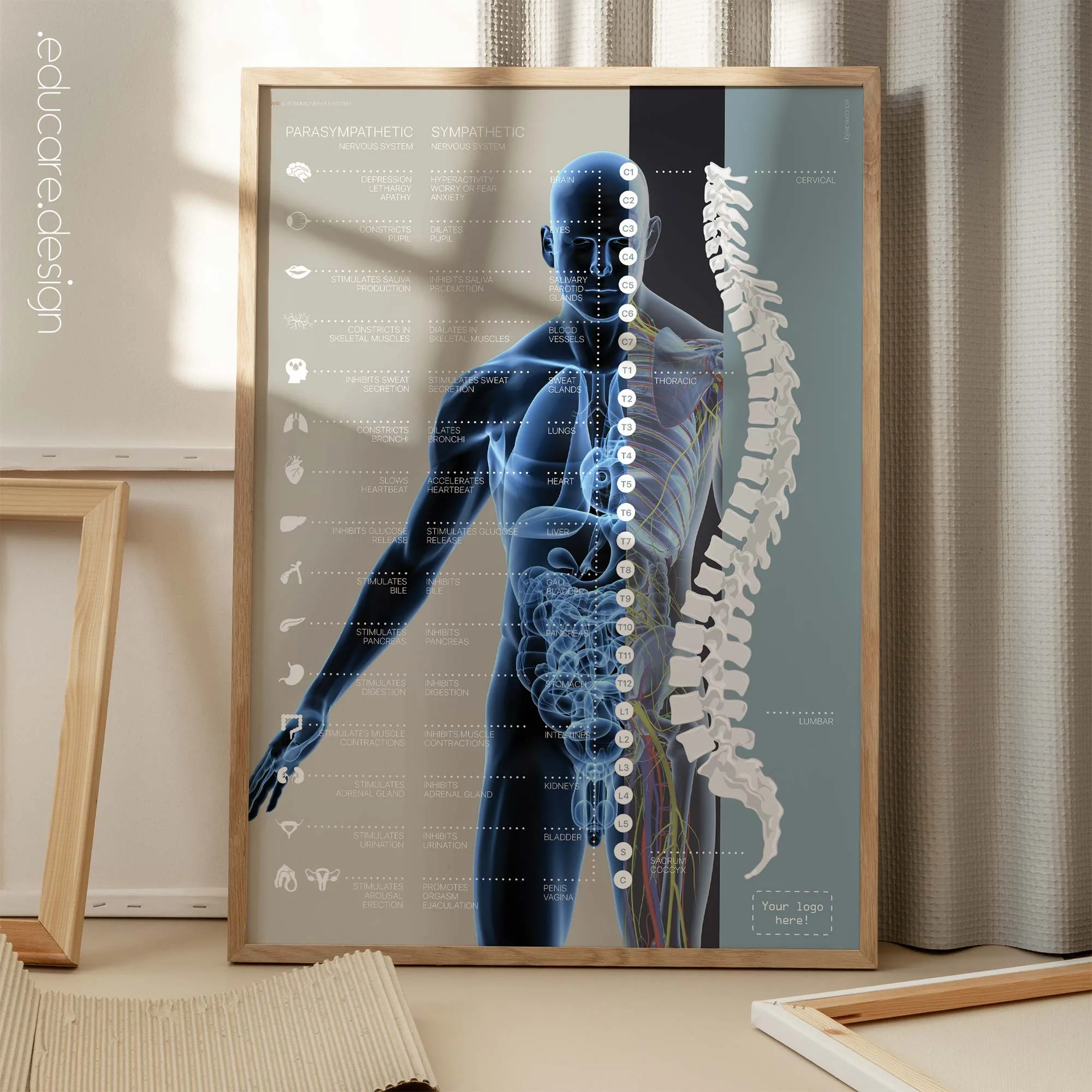 Autonomic Nervous System anatomy chart for clinics