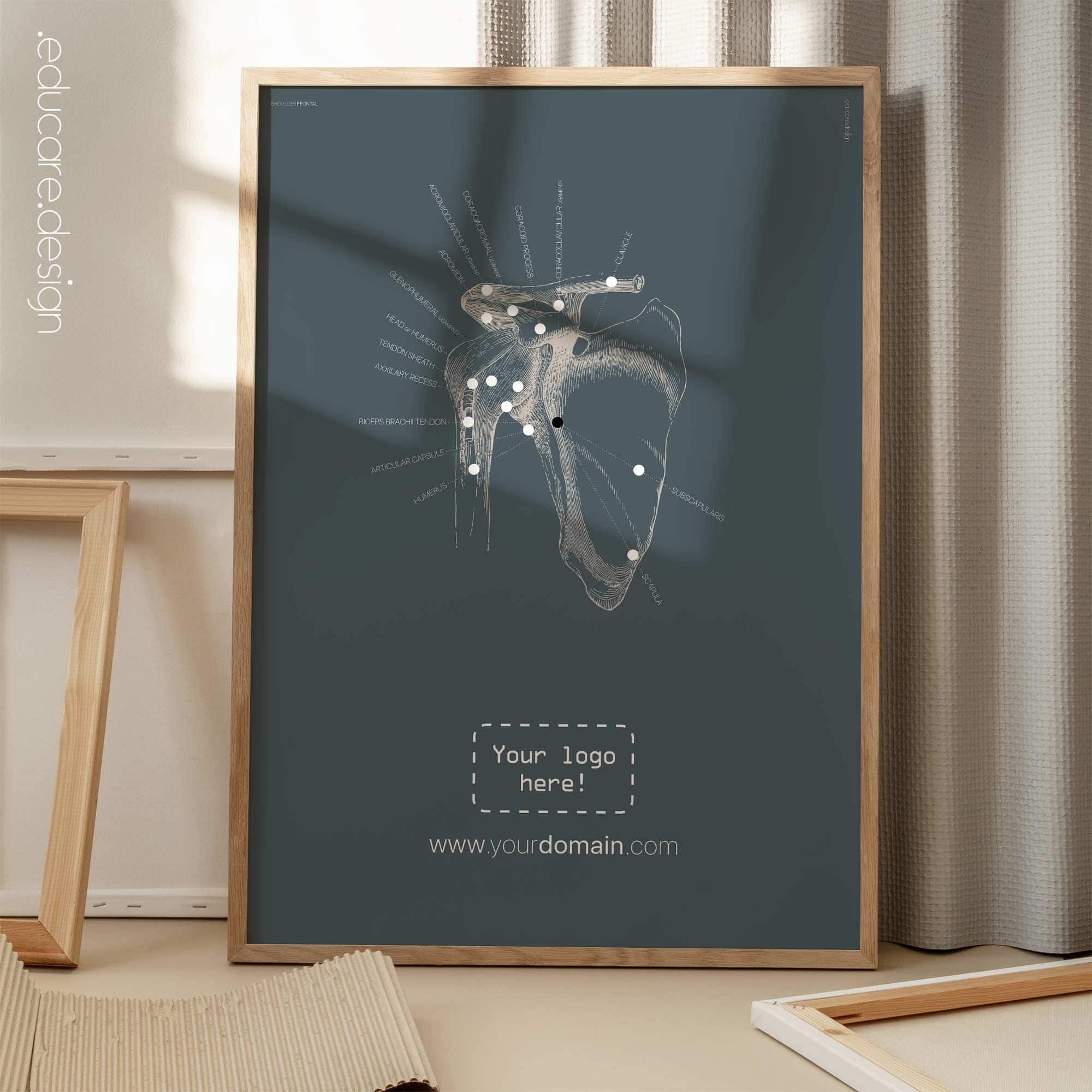 Épaule humaine, vue frontale. Œuvre d'art vintage sur l'anatomie et la physiologie d'educare.design