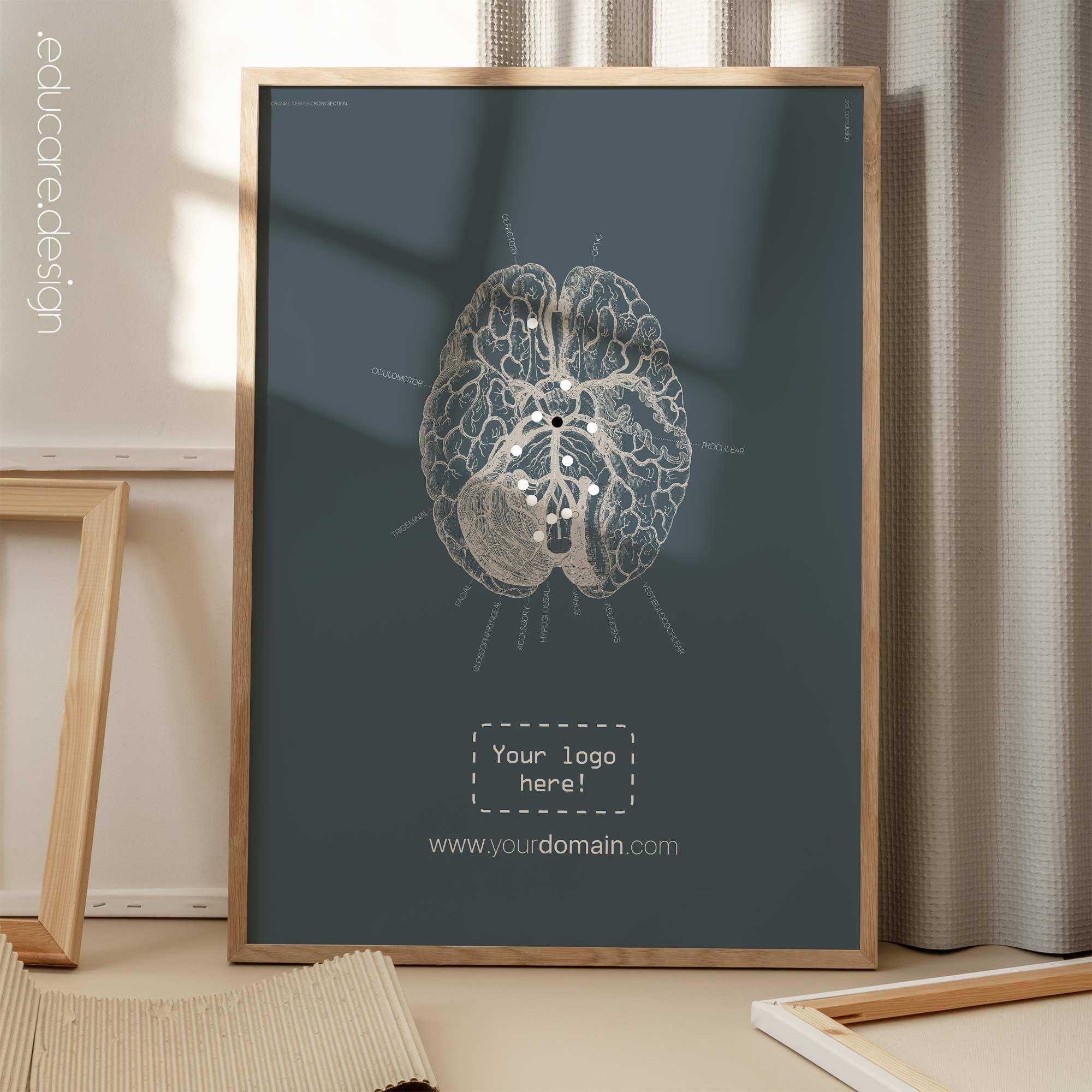 Cranial Nerves, Cross Section. Vintage Anatomy from educare.design