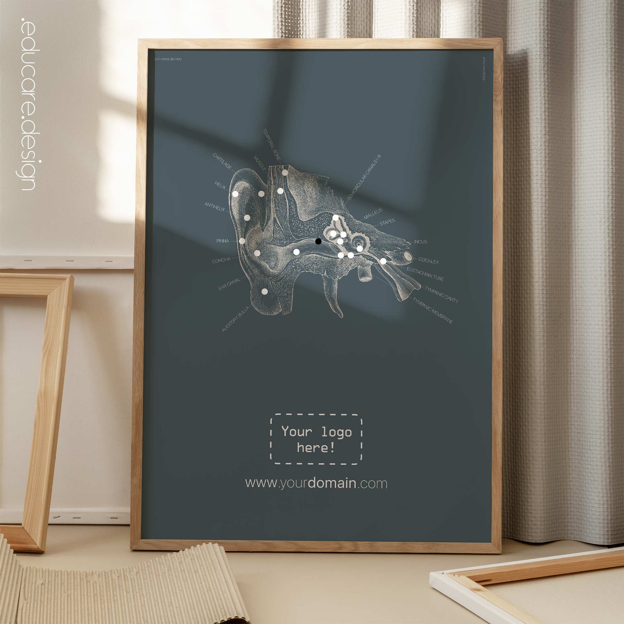 Ohr, Querschnitt. Alte Anatomie von educare.design