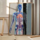 Cardiovascular System anatomy chart for clinics