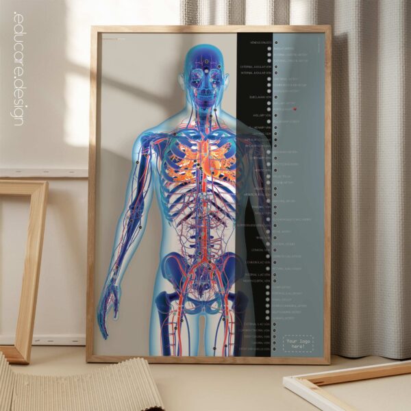 Cardiovascular System artwork from educare.design