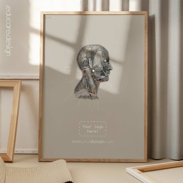 Neck Muscles, Lateral. Vintage anatomy and physiology artwork from educare.design