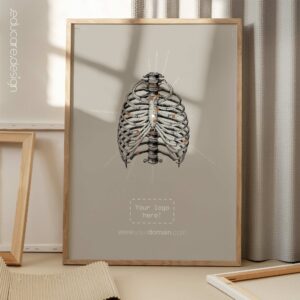 Human Rib Care, Anterior. Vintage anatomy and physiology artwork from educare.design