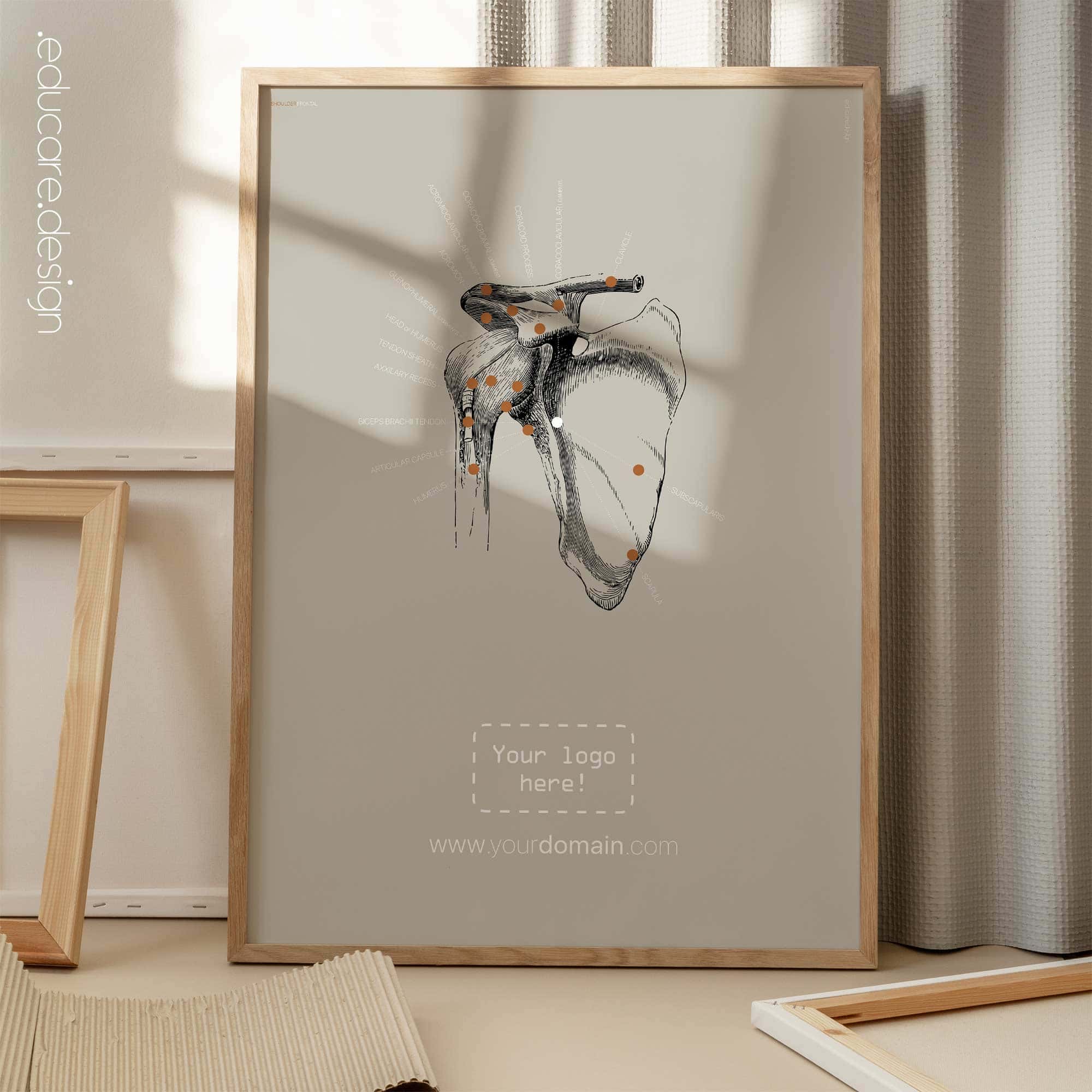 Spalla umana, vista frontale. Opere d'arte vintage di anatomia e fisiologia da educare.design