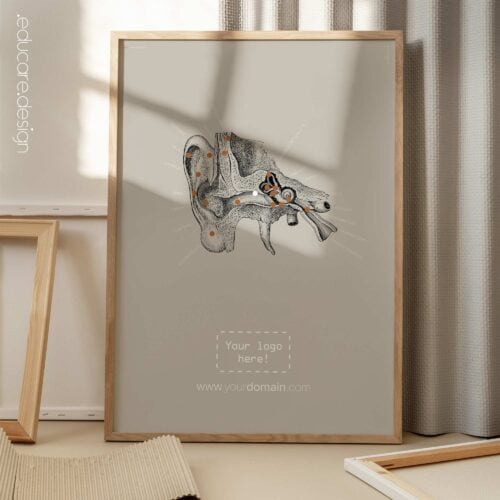 Ohr, Querschnitt. Alte Anatomie von educare.design