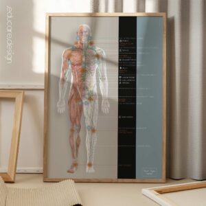 Lymphatic System, anatomy and physiology artwork from educare.design