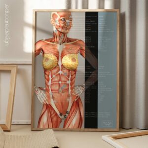 Nutritional Energy Reflex Points. Anatomy and physiology artwork from educare.design