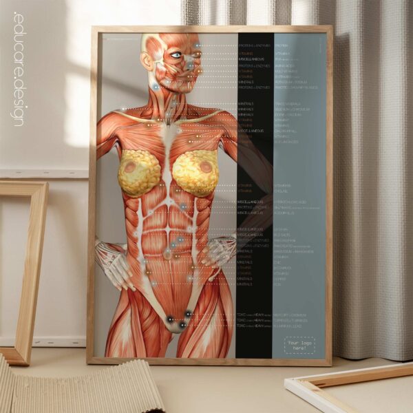 Nutritional Energy Reflex Points. Anatomy and physiology artwork from educare.design