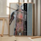 Organe und Endokrines System