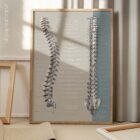 Spinal Nerves Function anatomy chart for clinics