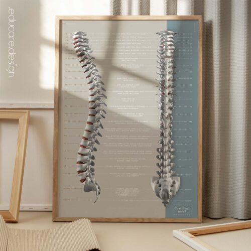 Funktion der Spinalnerven