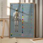 Applied Kinesiology Chart from educare.design