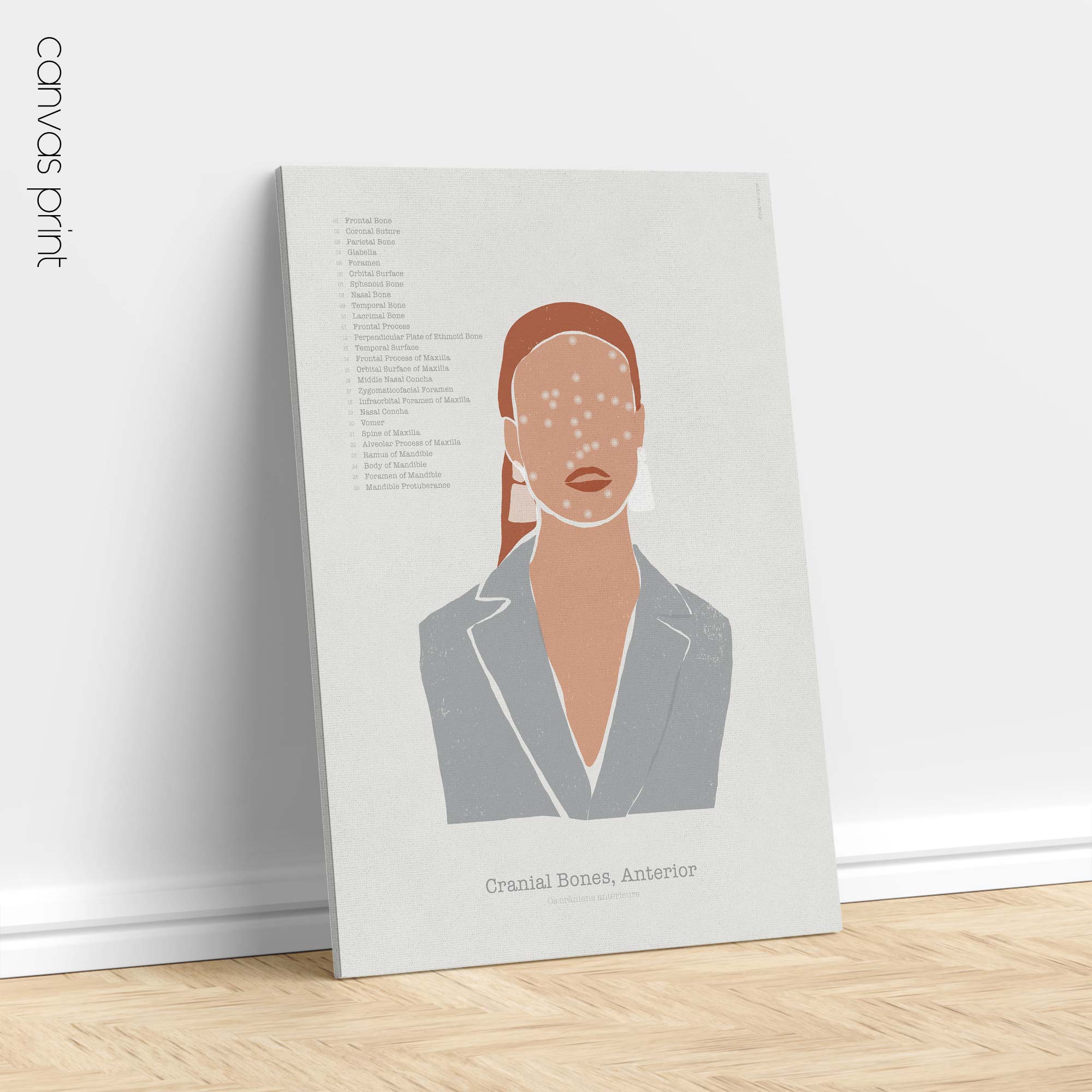 Huesos Craneales Anteriores en Abstracto