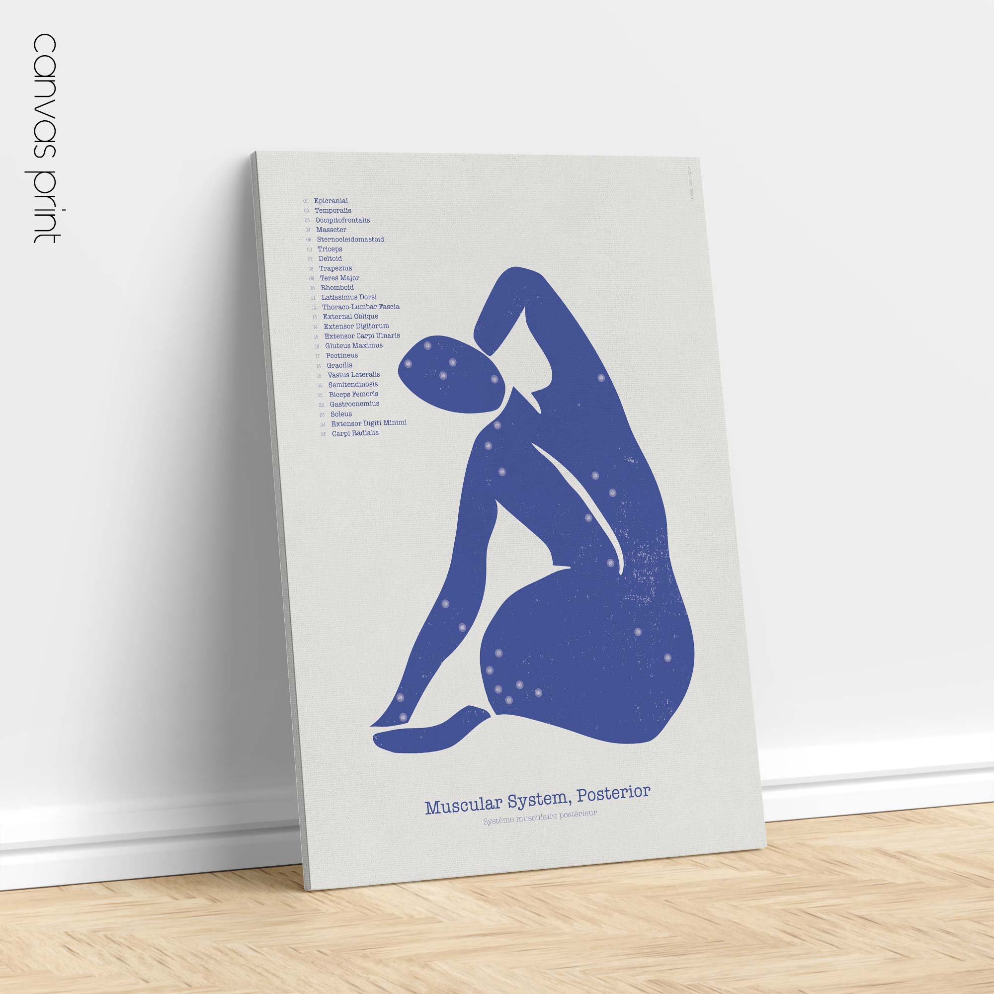 Posterior Muscular System