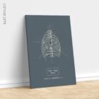 Human Rib Care, Anterior. Vintage anatomy and physiology artwork from educare.design