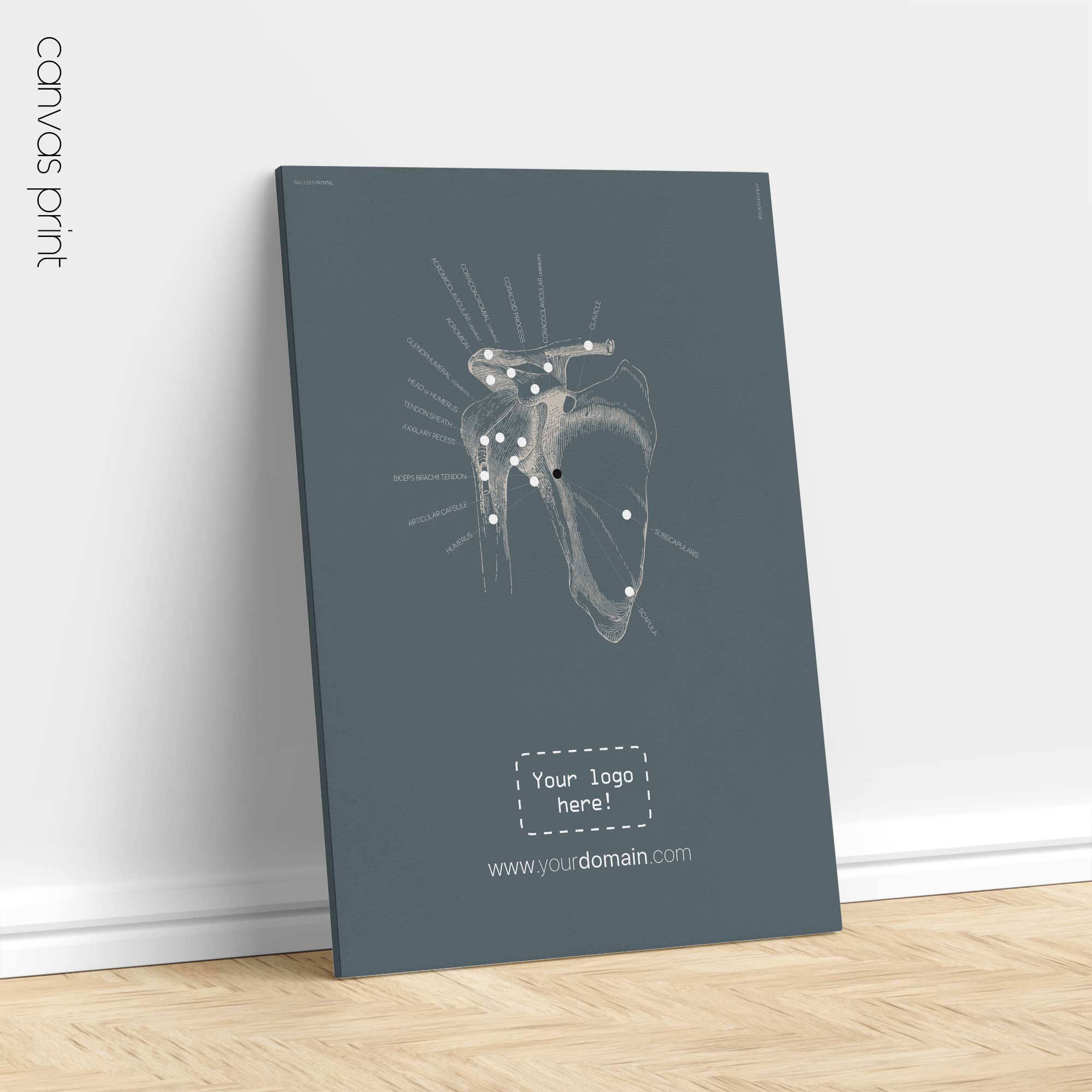 Spalla umana, vista frontale. Opere d'arte vintage di anatomia e fisiologia da educare.design