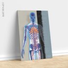 Cardiovascular System anatomy chart for clinics
