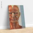 Craniofacial Muscles. Anatomy and physiology artwork from educare.design