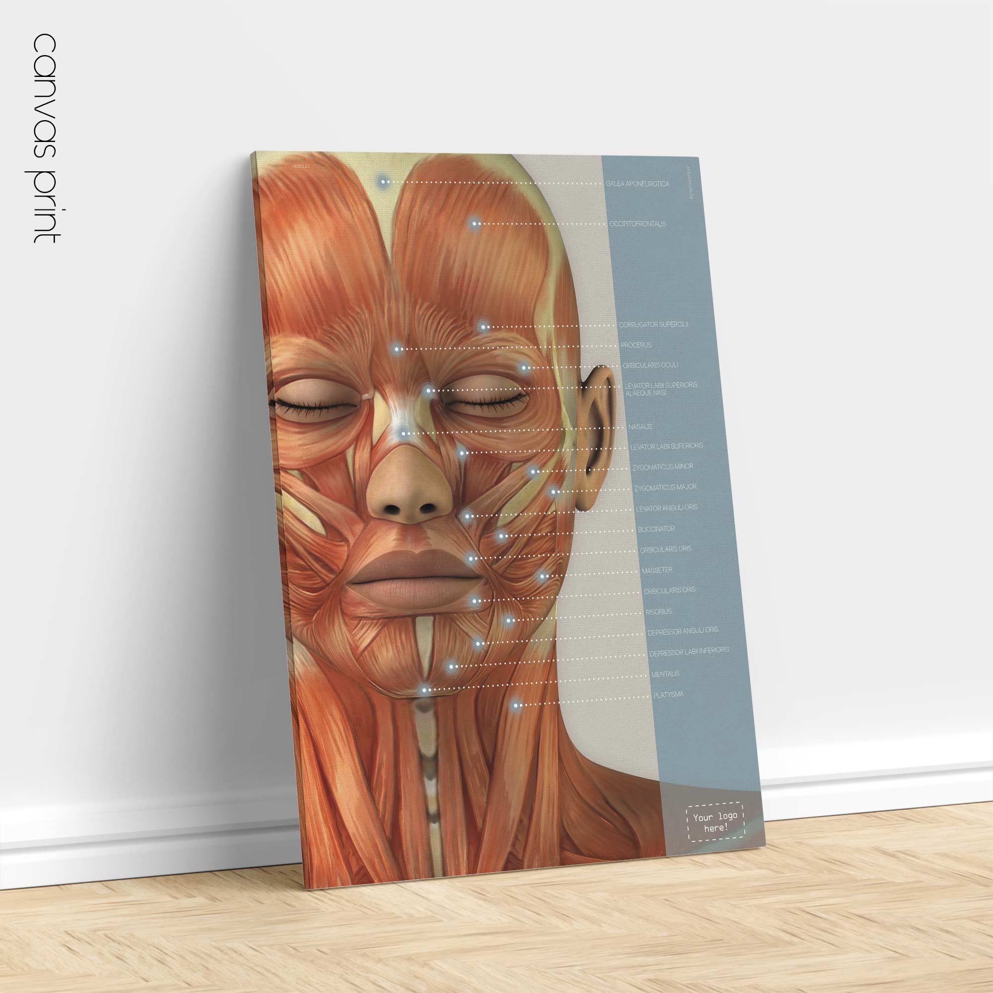 Craniofacial Muscles. Anatomy and physiology artwork from educare.design