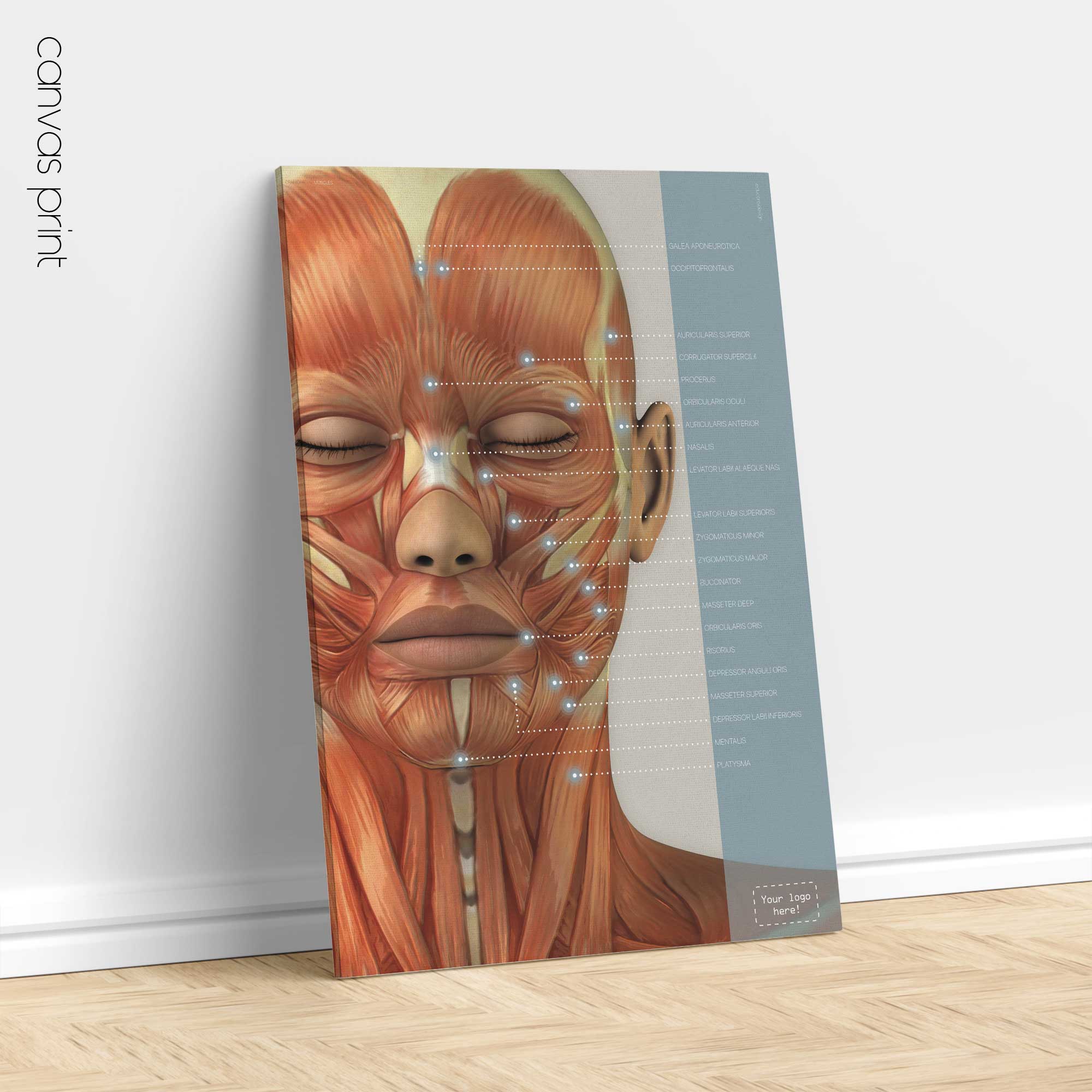 Craniofacial Muscles. Anatomy and physiology artwork from educare.design
