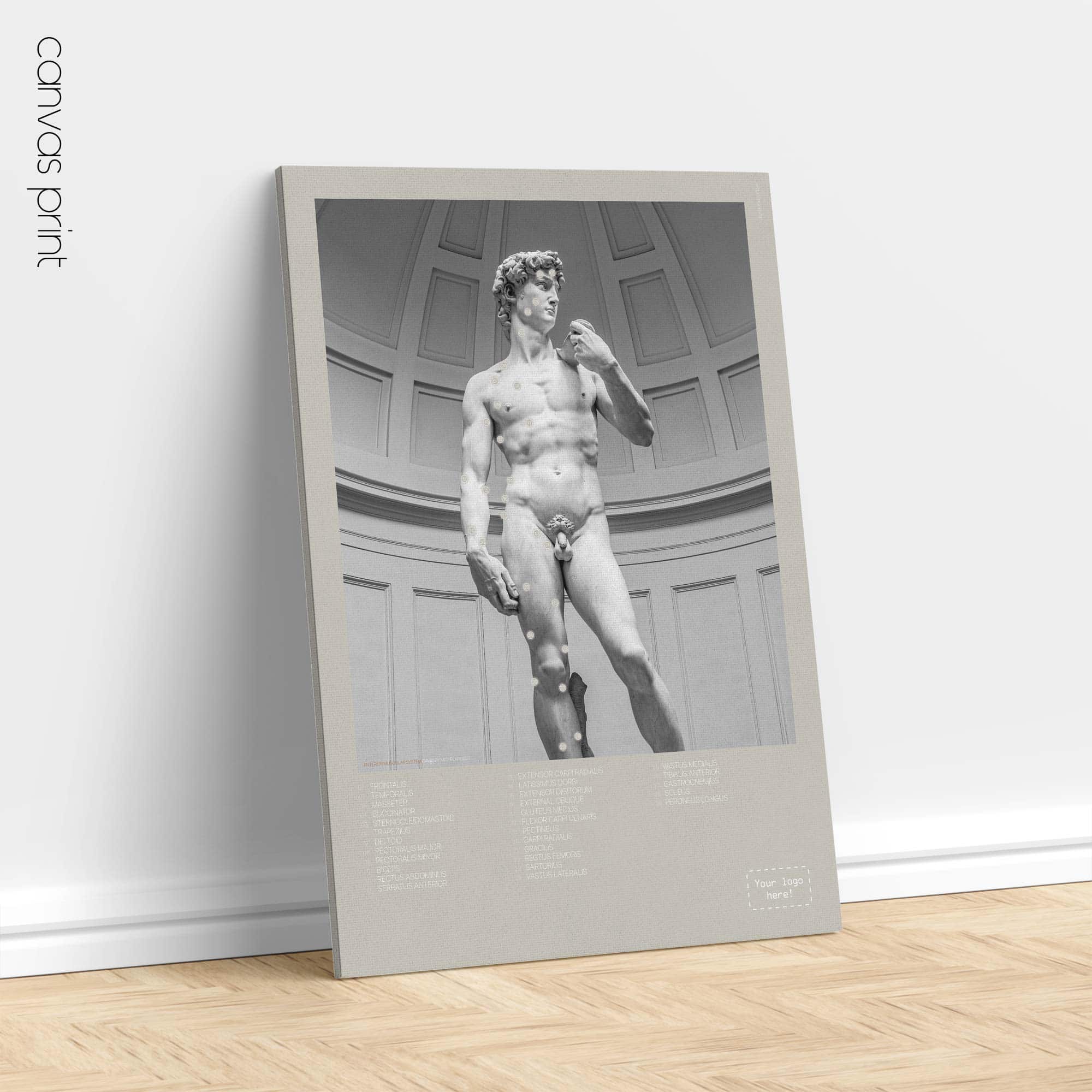 Sistema muscolare anteriore e David