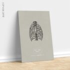 Human Rib Care, Anterior. Vintage anatomy and physiology artwork from educare.design