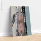 Innere Organe und das endokrine System