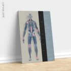 Arthrose. Dessin d'anatomie et de physiologie d'educare.design