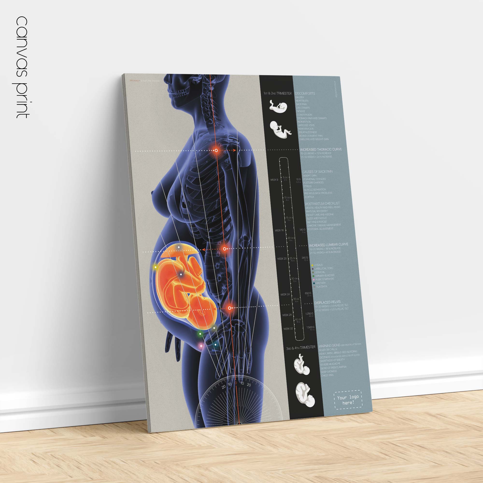 Changements Posturaux durant la Grossesse