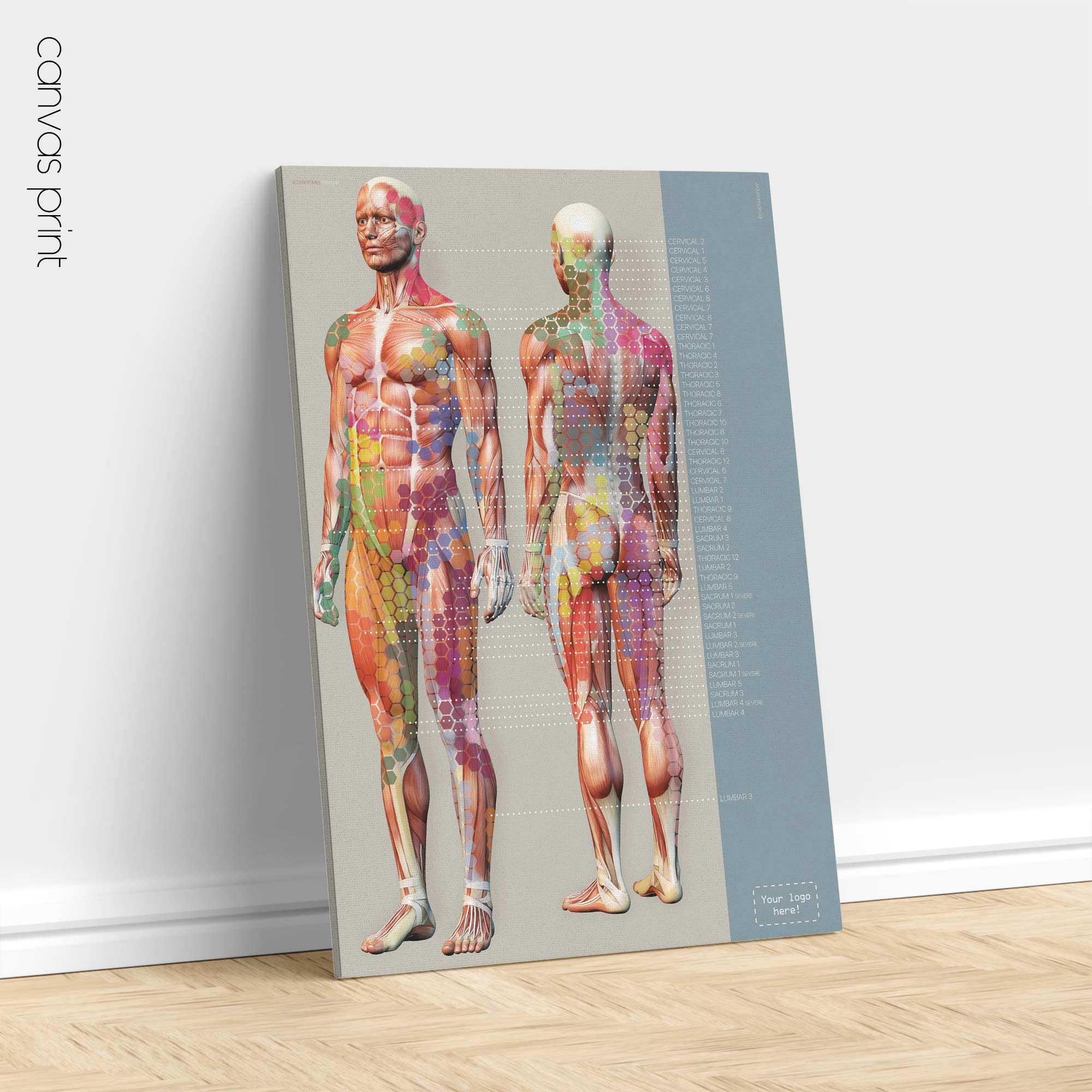 Sklerotome Schmerzkarte. Anatomie und Physiologie Kunstwerke von educare.design