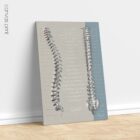 Spinal Nerves Function anatomy chart for clinics