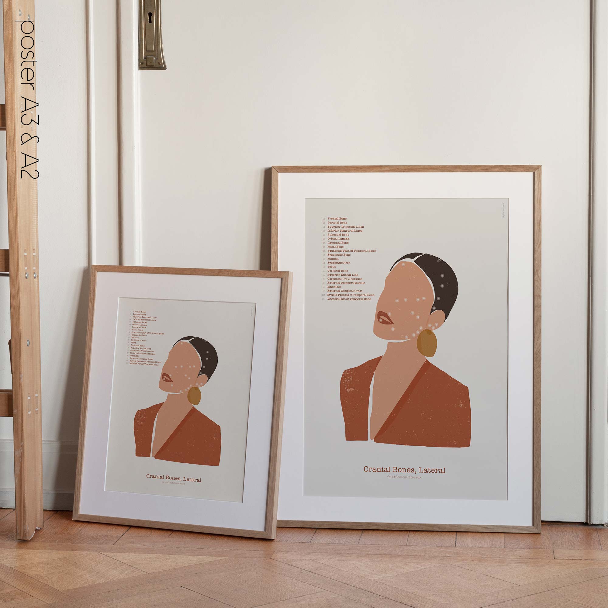 Ossa craniche laterali in uno stile astratto