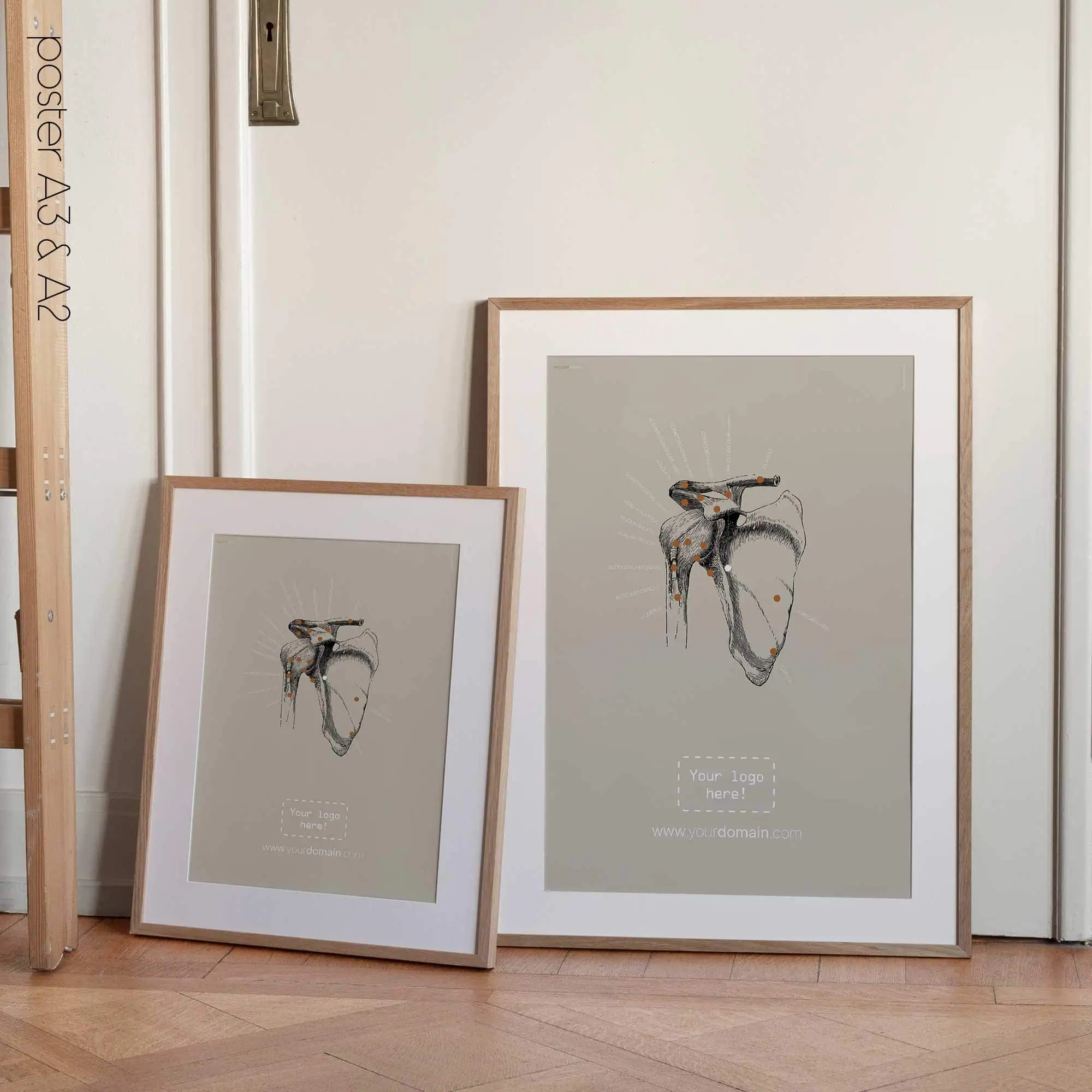 Spalla umana, vista frontale. Opere d'arte vintage di anatomia e fisiologia da educare.design