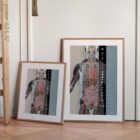 Innere Organe und das endokrine System