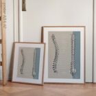 Spinal Nerves Function anatomy chart for clinics