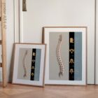 Vertebral Column anatomy chart for clinics