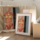 Nutritional Energy Reflex Points. Anatomy and physiology artwork from educare.design