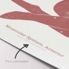 Abstract Anterior Muscular System anatomy chart for clinics