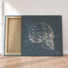 Lateral Cranial Bones