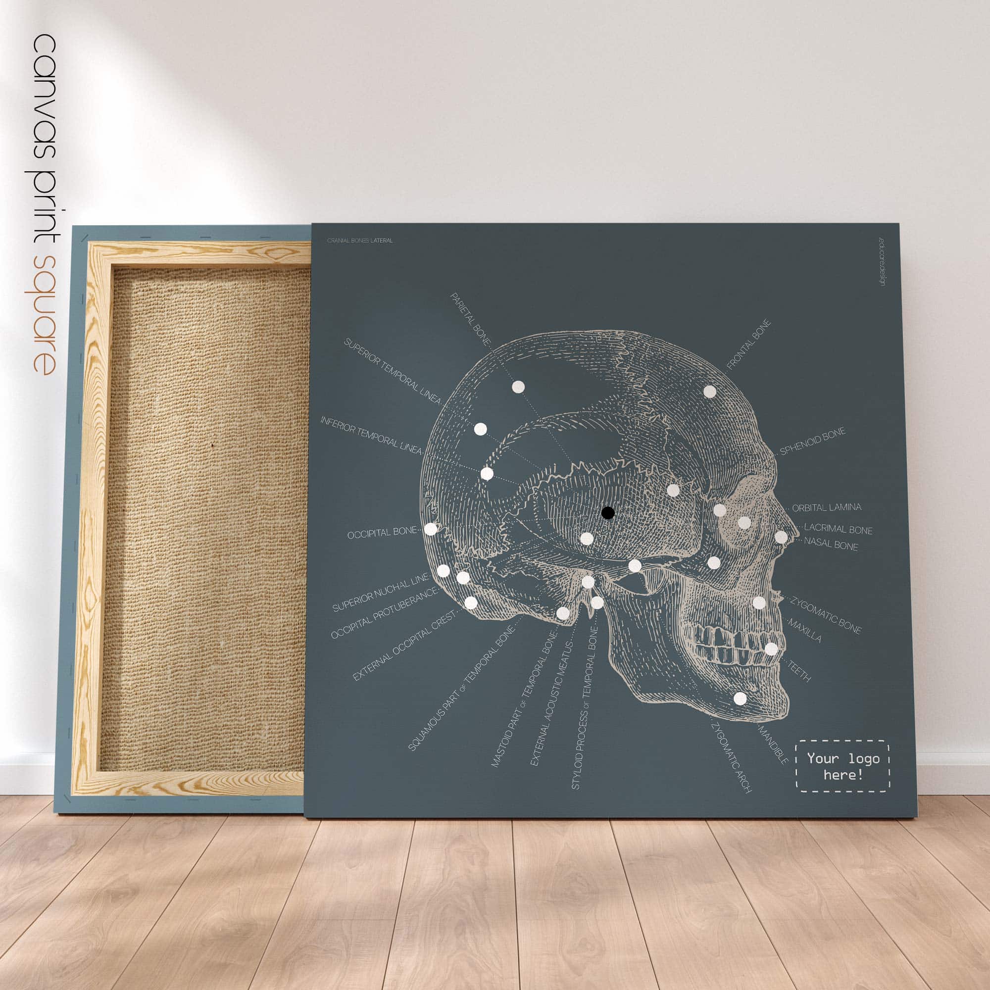 Lateral Cranial Bones