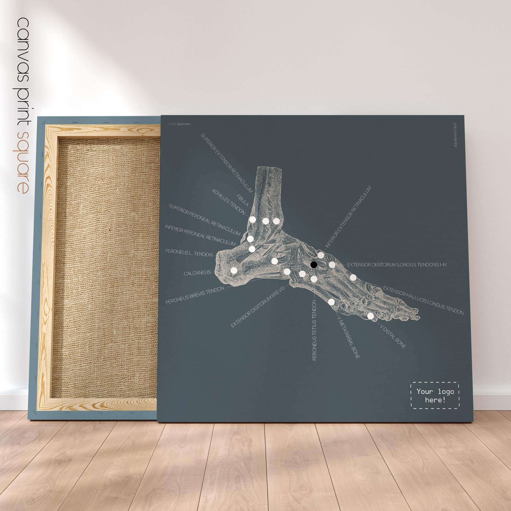 05 blue foot anatomy