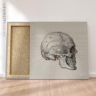 Lateral Cranial Bones