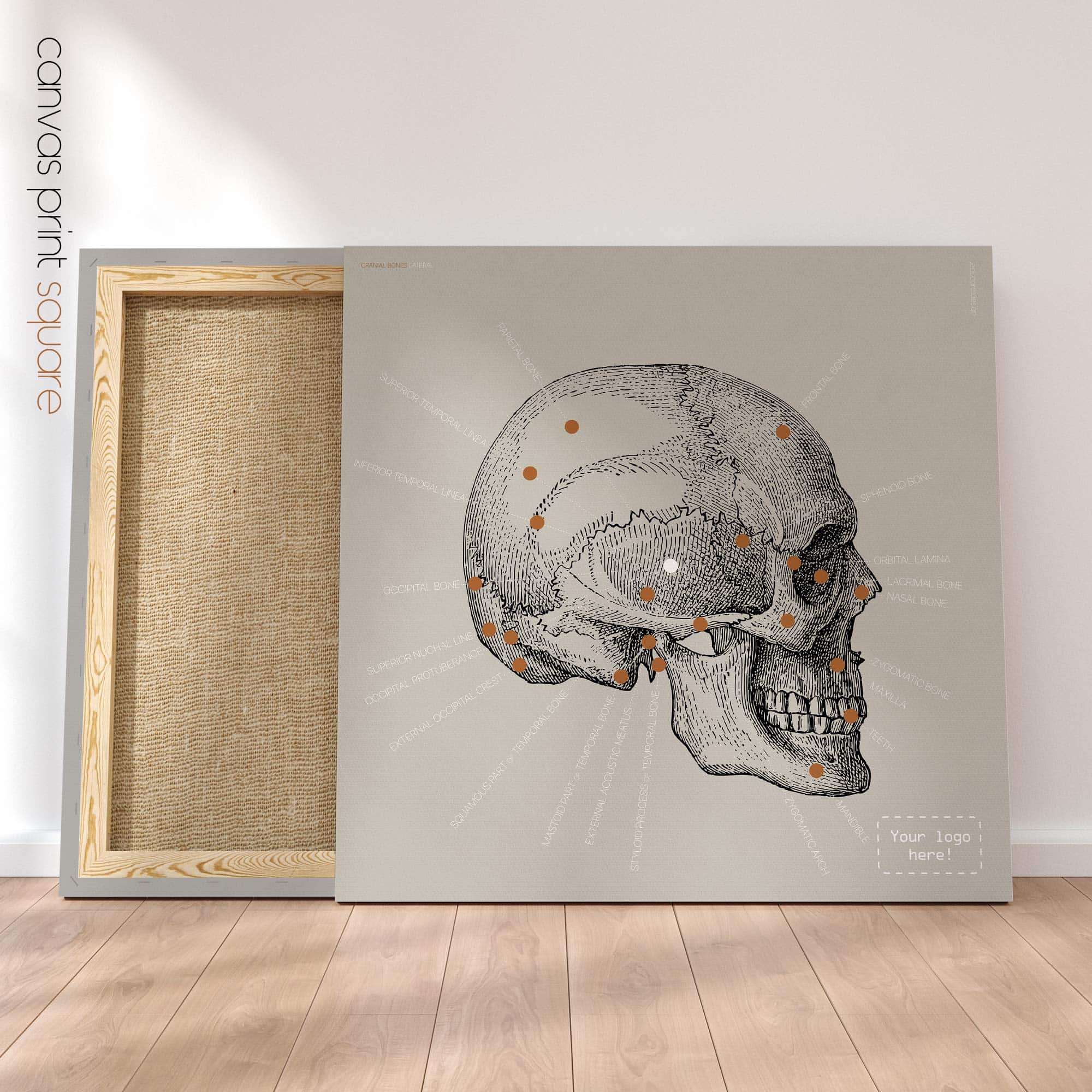 Lateral Cranial Bones