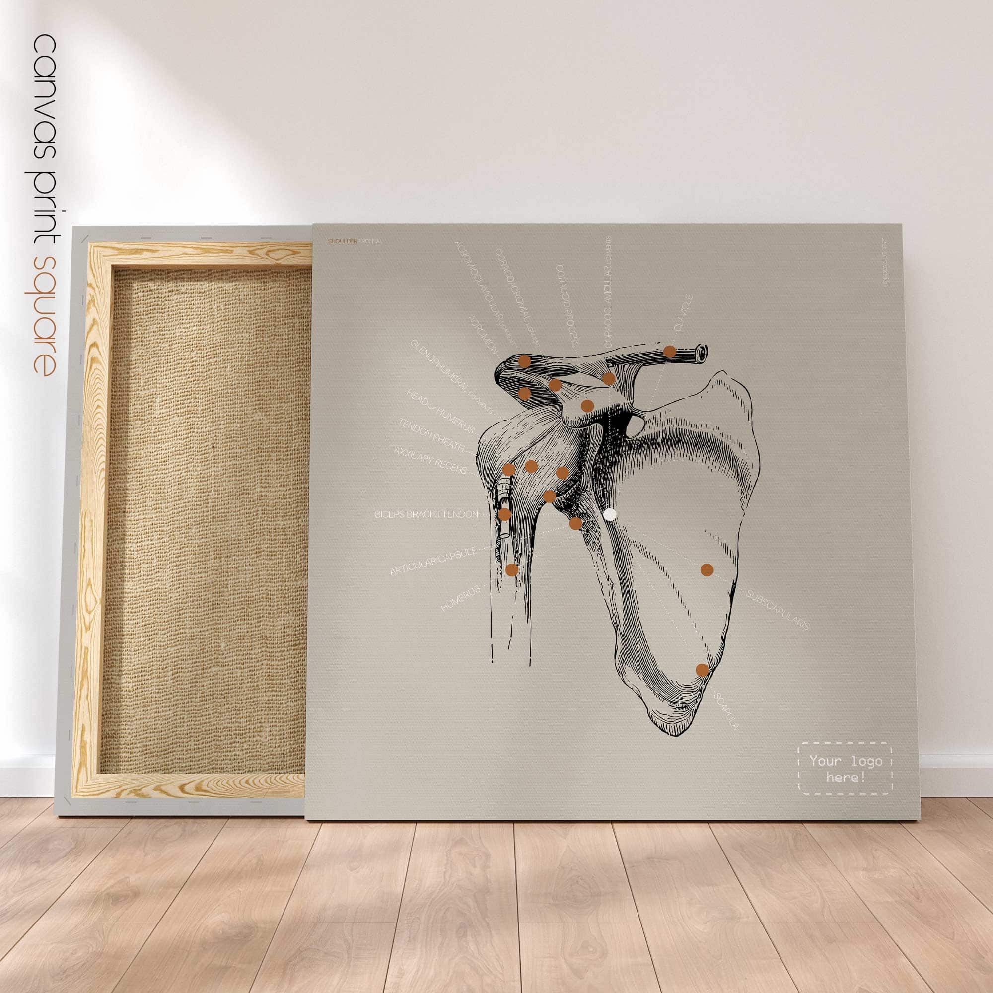 Spalla umana, vista frontale. Opere d'arte vintage di anatomia e fisiologia da educare.design