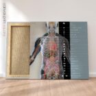 Innere Organe und das endokrine System