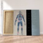 Arthrose. Dessin d'anatomie et de physiologie d'educare.design